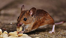 24 Hour & Emergency Exterminators in Blaisdell, ND